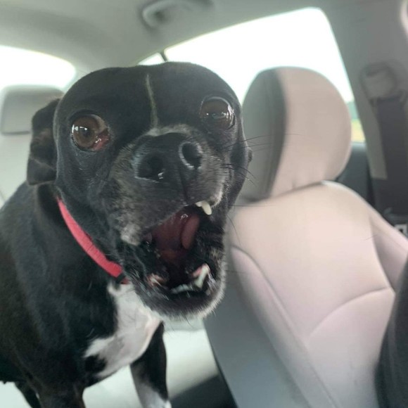 Meet your Posher, Jamie - Picture 1 of 1